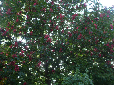 DSCF3223.JPG