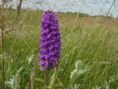 an orchid