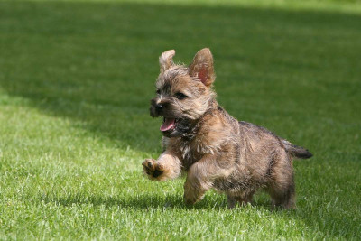 Cairn Terrier
