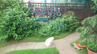 The neighbour's cat "Precious"