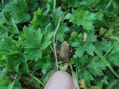 Little frog