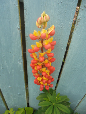 and the lupin