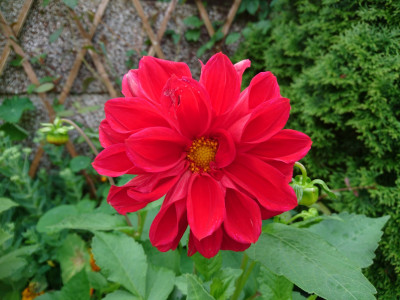 A waterlogged bloom, but the first this year!!