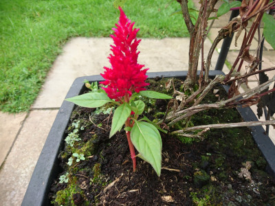 A celosia fighting off the cold rain!