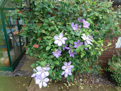The clematis may have lost some colour!!