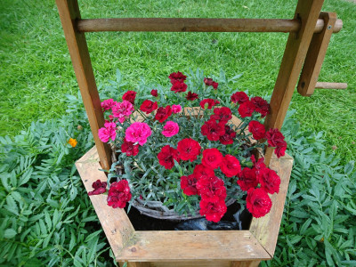 Carnations under the well roof