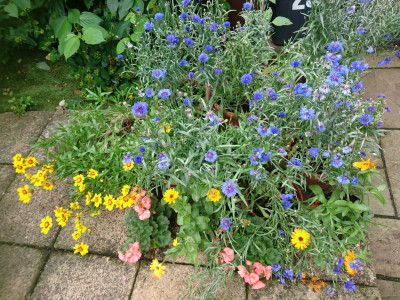 The patio pots struggle on!