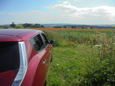 Inspecting the beans and poppies