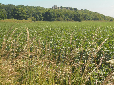 to misquote Rick Blaine<br />"a field of beans in this crazy world"<br />and Ed Sheeran<br />"The observatory on the hill"