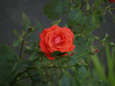 AA170494.JPG