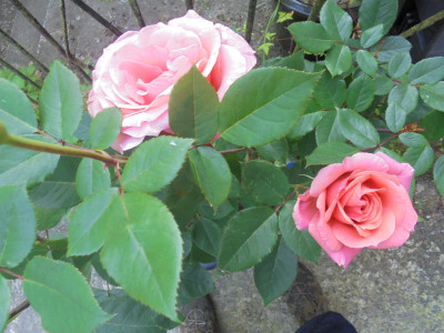 Doris Tysterman in flower