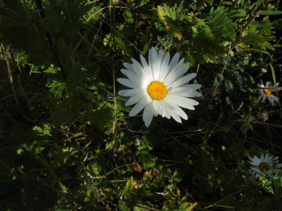 This Daisy looked "happy to greet me" this morning<br />Have a nice day