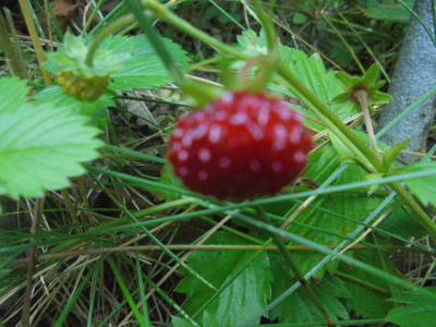 DSC00331.JPG