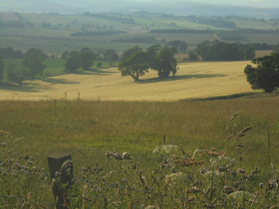 Field of gold in the evening sun