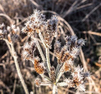 Frosty morning in Armidale-05370.jpg
