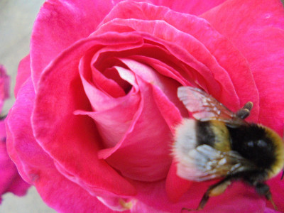 Dunbar rose and a bee...obvious really