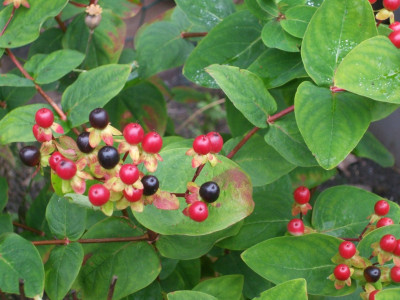 DSCF3315.JPG
