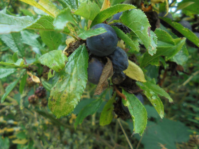 Probably Sloes but half a chance at being Damsons