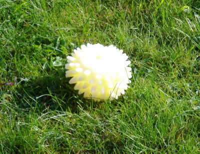 mushroom.JPG