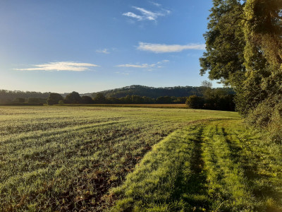 Morning field - own work