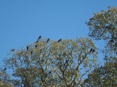 A parliament of Rooks <br />October 1st 2021