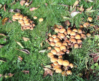 mushrooms.JPG