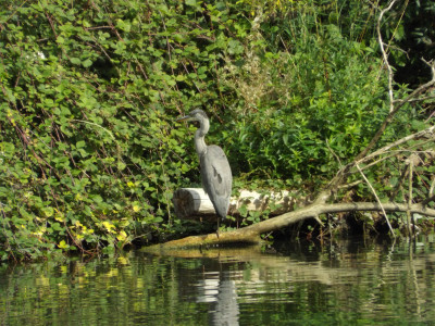 Own work.  One of natures' fishermen.