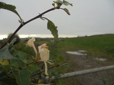 DSC00731.JPG