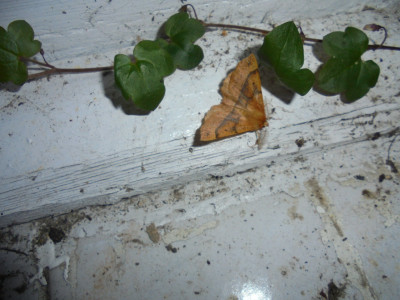 Know your moths and your<br />Climbing Sailor<br />Ivy-leaved Toadflax<br />Ivywort<br />Kenilworth Ivy<br />Mother-of-millions