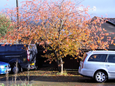 cherry tree.JPG