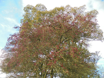 berries for the birds