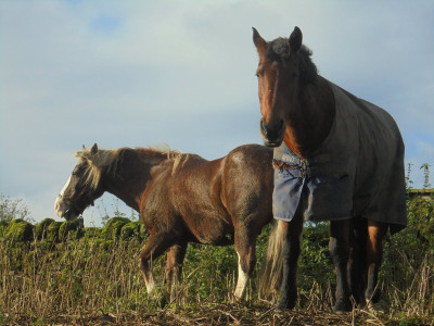 and 50% of our equine friends feel the need for an overcoat