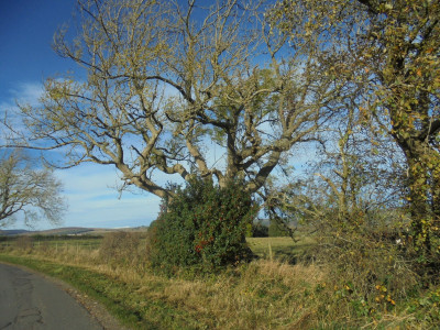 An old Ash, and a nice bright berried Holly