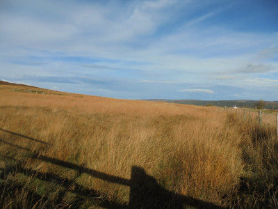 Striking November colour on the grasses, against a bright sky and a little silver Micra