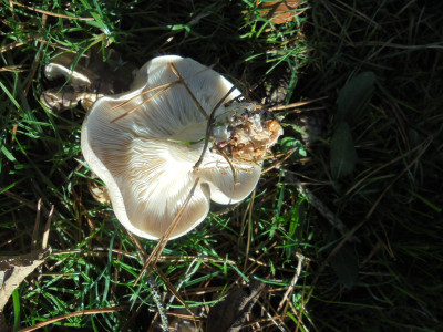 DSC00843.JPG