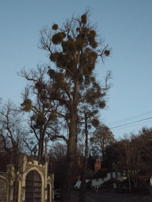 Plenty of mistletoe for Christmas!