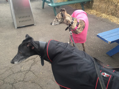 Both Hounds at the Barley Mow.
