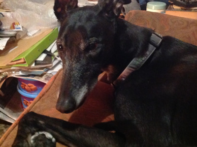 Tommy snoozing.