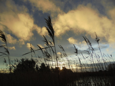 The pick of the atmospheric reed pictures of December 15th 2021