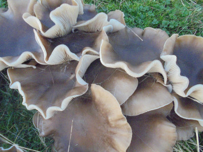 The pick of the bounty of unidentified mushrooms in large circular clumps December 15th 2021
