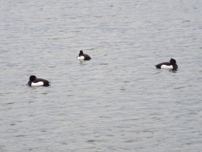 Tufted Ducks