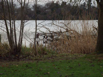 Cormorants