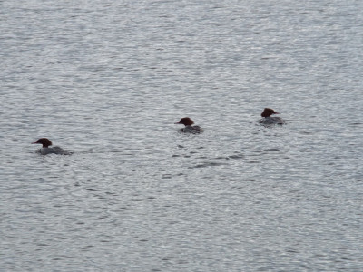Great Crested Grebes