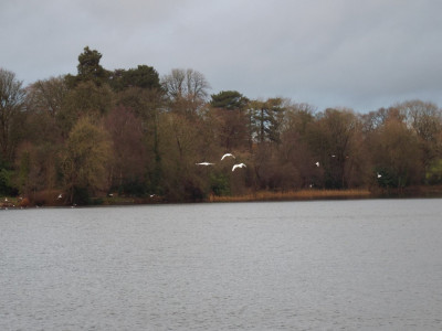 Distant Swans