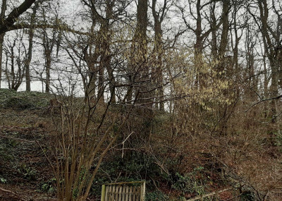 Catkins - own work
