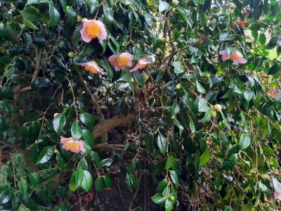 Camellia - own work