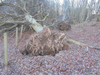 Fallen trees nr Carfraemill Borders