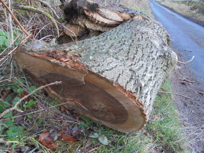 Winter heating...try sawing up that trunk with a handsaw you will generate plenty heat