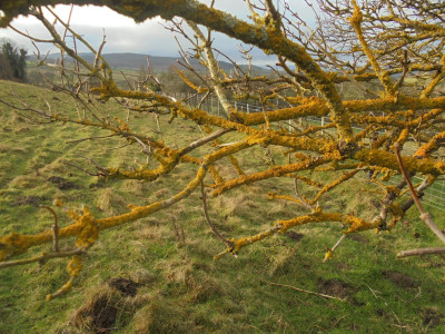 Bit of tree-rust