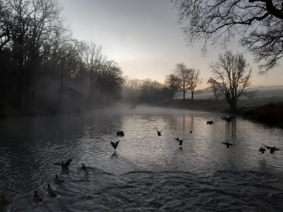 Cold duckies - own work